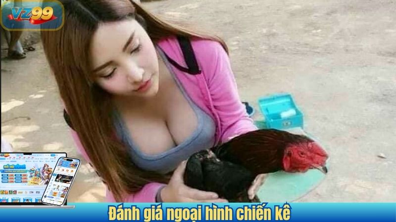 Bí Quyết Đá Gà Hiệu Quả - Chinh Phục Mọi Đấu Trường Tại VZ99 3 Đánh giá ngoại hình chiến kê